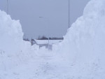 Sneeuwduinen